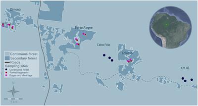 Echolocation and Stratum Preference: Key Trait Correlates of Vulnerability of Insectivorous Bats to Tropical Forest Fragmentation